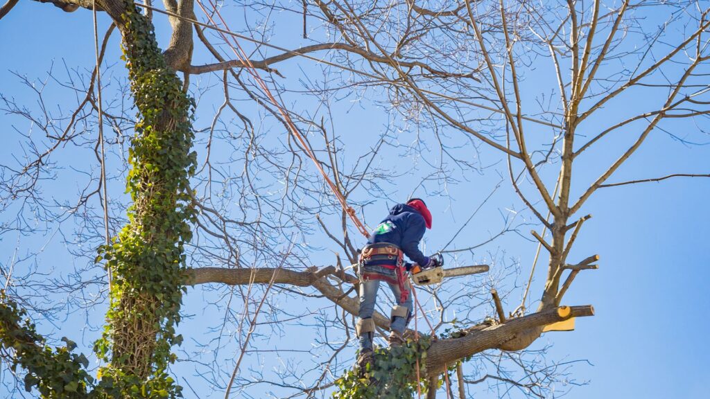 tree cutting services